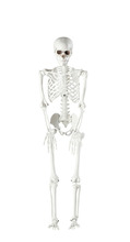 Skeletfigur 90 cm
